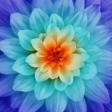 Dream Big Digital collection P4389H-304